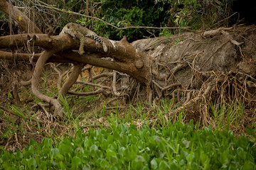 Brazilian Pantanal: The Jaguar Resting