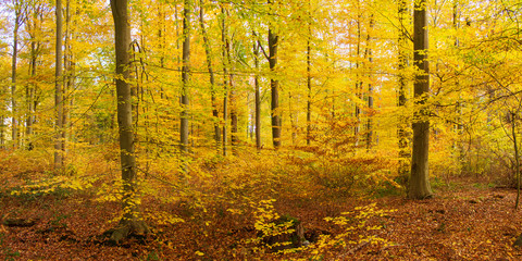 Herbstwald im Kottenforst bei Bonn