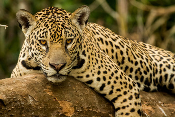 Brazilian Pantanal: The Jaguar - Powered by Adobe