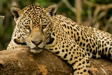Foto op Plexiglas Brazilian Pantanal: The Jaguar © Pedro H C Pinheiro