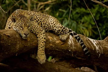 Foto op Plexiglas Braziliaanse Pantanal: De Jaguar © Pedro H C Pinheiro