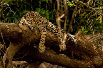 Brazilian Pantanal: The Jaguar