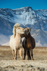 The beautiful horses during courtships on the Icelandic plains. In the background are the mountains with beautiful blue sky.