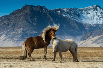 Fototapeta na wymiar The beautiful horses during courtships on the Icelandic plains. In the background are the mountains with beautiful blue sky.