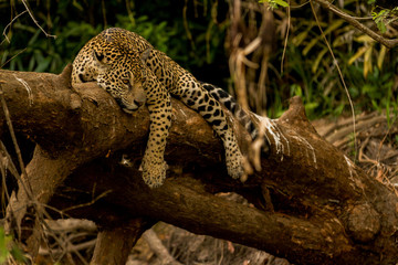 Naklejka na ściany i meble Brazilian Pantanal: The Jaguar