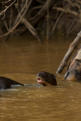 Obraz premium Brazilian Pantanal: Giant Otter