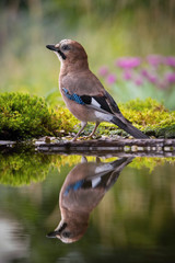 Eurasian Jay, Garrulus glandarius is sitting at the forest waterhole, reflecting in the  surface, preparing for the bath, colorful background and nice soft light, nice typical blue wing s feathers ..