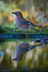 Eurasian Jay, Garrulus glandarius is sitting at the forest waterhole, reflecting in the  surface, preparing for the bath, colorful background and nice soft light, nice typical blue wing s feathers ..