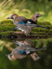 Eurasian Jay, Garrulus glandarius is sitting at the forest waterhole, reflecting in the  surface, preparing for the bath, colorful background and nice soft light, nice typical blue wing s feathers ..