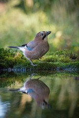 Eurasian Jay, Garrulus glandarius is sitting at the forest waterhole, reflecting in the  surface, preparing for the bath, colorful background and nice soft light, nice typical blue wing s feathers ..