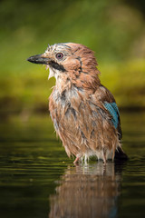 Eurasian Jay, Garrulus glandarius is sitting at the forest waterhole, reflecting in the  surface, preparing for the bath, colorful background and nice soft light, nice typical blue wing s feathers ..