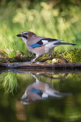 Eurasian Jay, Garrulus glandarius is sitting at the forest waterhole, reflecting in the  surface, preparing for the bath, colorful background and nice soft light, nice typical blue wing s feathers ..