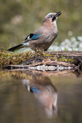 Eurasian Jay, Garrulus glandarius is sitting at the forest waterhole, reflecting in the  surface, preparing for the bath, colorful background and nice soft light, nice typical blue wing s feathers ..