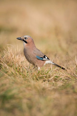 Eurasian Jay, Garrulus glandarius is sitting in the grass, colorful background and nice soft light, nice typical blue wing s feathers, autumn ..