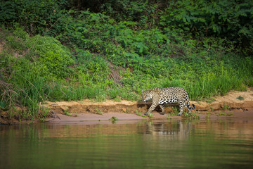 Brazilian Pantanal: The Jaguar