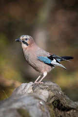 Eurasian Jay, Garrulus glandarius is sitting on the branch, colorful background and nice soft light, nice typical blue wing s feathers ..