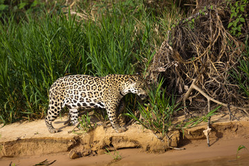 Brazilian Pantanal: The Jaguar
