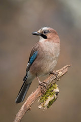 Obraz premium Eurasian Jay, Garrulus glandarius is sitting on the branch, colorful background and nice soft light, nice typical blue wing s feathers ..