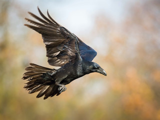 The Common Raven, Corvus corax is flying in the autumn color backgroung, Poland