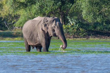 Fototapeta na wymiar Sri Lankan Elephant, Elephas maximus maximus is walking in the water, the typical habitat. It is eating the grass, in the background are some trees. Male. ..