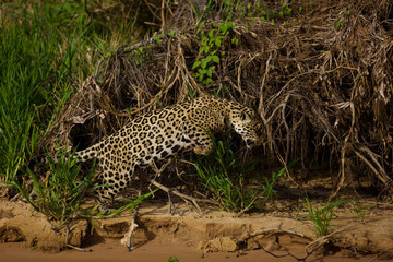 Brazilian Pantanal: The Jaguar