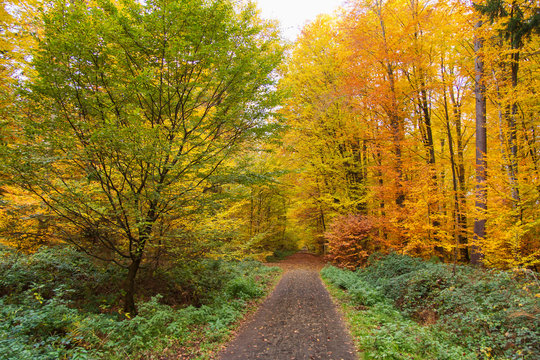 Herbstwald im Kottenforst bei Bonn