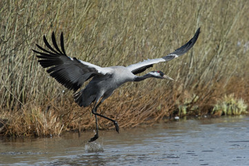 The Common Crane, Grus grus is dancing in the typical environment near the Lake Hornborga, Sweden..