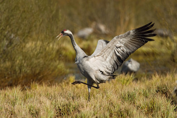 The Common Crane, Grus grus is dancing in the typical environment near the Lake Hornborga, Sweden..
