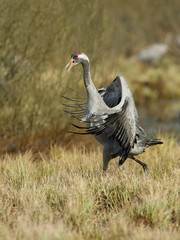 The Common Crane, Grus grus is dancing in the typical environment near the Lake Hornborga, Sweden..