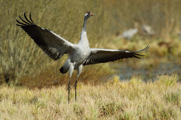 Fototapeta premium The Common Crane, Grus grus is dancing in the typical environment near the Lake Hornborga, Sweden..