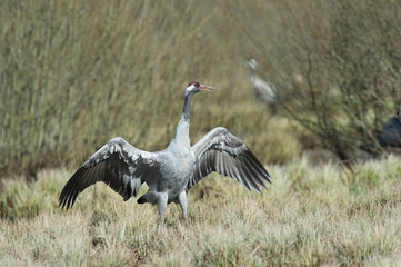 The Common Crane, Grus grus is dancing in the typical environment near the Lake Hornborga, Sweden..