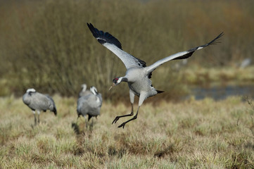 The Common Crane, Grus grus is dancing in the typical environment near the Lake Hornborga, Sweden..