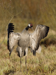 The Common Crane, Grus grus is dancing in the typical environment near the Lake Hornborga, Sweden..
