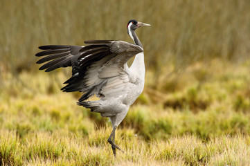 The Common Crane, Grus grus is dancing in the typical environment near the Lake Hornborga, Sweden..