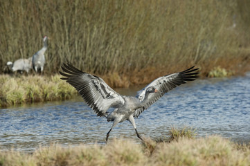 The Common Crane, Grus grus is flying in the typical environment near the Lake Hornborga, Sweden..
