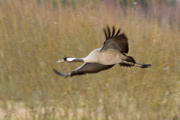 The Common Crane, Grus grus is flying in the typical environment near the Lake Hornborga, Sweden..