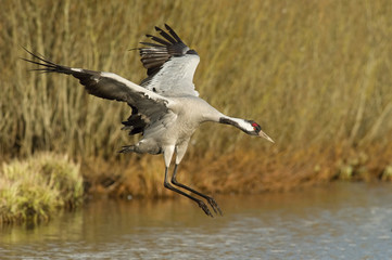 The Common Crane, Grus grus is flying in the typical environment near the Lake Hornborga, Sweden..