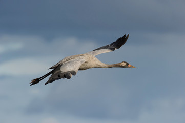 The Common Crane, Grus grus is flying in the typical environment near the Lake Hornborga, Sweden..
