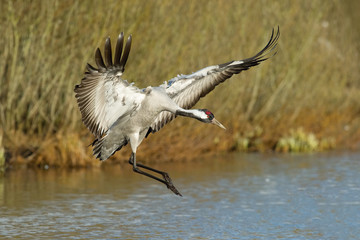 The Common Crane, Grus grus is flying in the typical environment near the Lake Hornborga, Sweden..