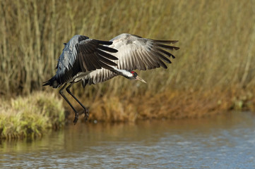 The Common Crane, Grus grus is flying in the typical environment near the Lake Hornborga, Sweden..
