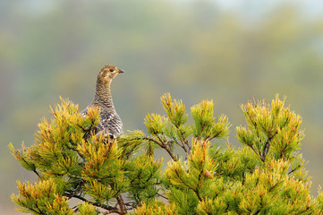 The Black Grouse, Lyrurus tetrix is showing off during their lekking season. They are in the...