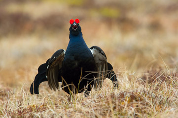 The Black Grouse, Lyrurus tetrix is showing off during their lekking season. They are in the typical moss habitat, Sweden