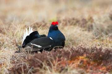 The Black Grouse, Lyrurus tetrix is showing off during their lekking season. They are in the typical moss habitat, Sweden