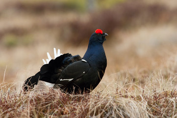 The Black Grouse, Lyrurus tetrix is showing off during their lekking season. They are in the typical moss habitat, Sweden