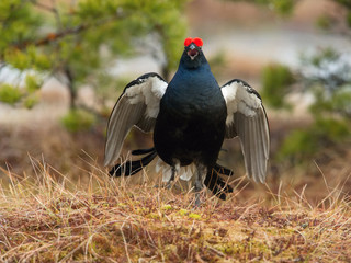 The Black Grouse, Lyrurus tetrix is showing off during their lekking season. They are in the...