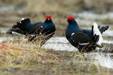 Obraz premium The Black Grouse, Lyrurus tetrix is showing off during their lekking season. They are in the typical moss habitat, Sweden