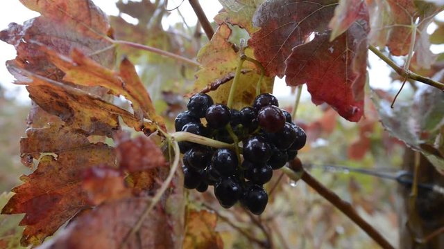 Vi&ntilde;edos en oto&ntilde;o en la Rioja Alaves (Spain)