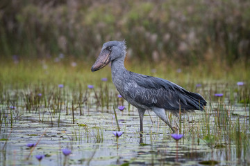 Obraz na płótnie Canvas The Shoebill, Balaeniceps rex, also known as whalehead or shoe-billed stork, is a very large stork-like bird. It derives its name from its massive shoe-shaped bill. Walking in the wetland, blue flower