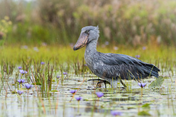 The Shoebill, Balaeniceps rex, also known as whalehead or shoe-billed stork, is a very large stork-like bird. It derives its name from its massive shoe-shaped bill. Walking in the wetland, blue flower