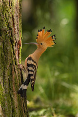 The hoopoe is feeding its chick. Still is flying and putting some insect in its beak. Typical...